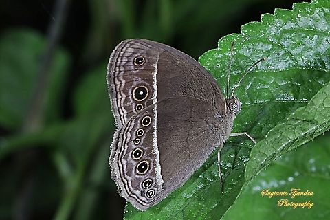 Long Brand Bush Brown Butterfly (Mycalesis visala phamis)  Fall,Geotagged,Indonesia,Long-brand bushbrown,Mycalesis visala