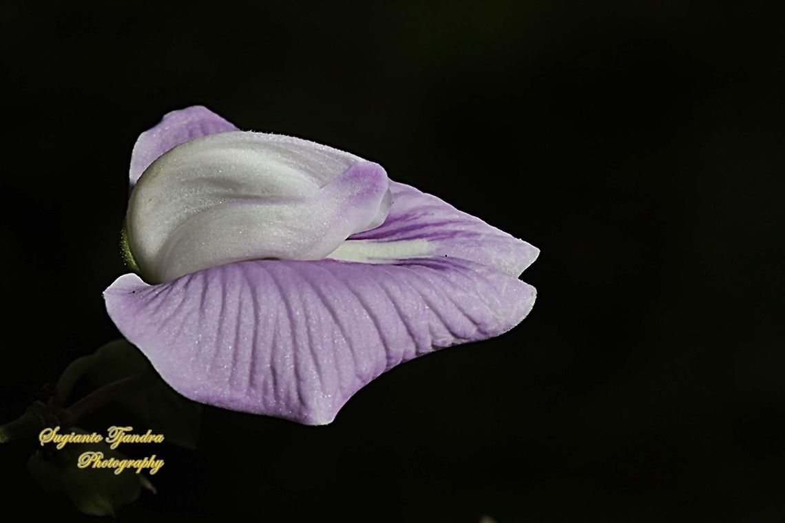 Butterfly pea flower, Centrosema pubescens  Centro,Centrosema pubescens,Fall,Geotagged,Indonesia