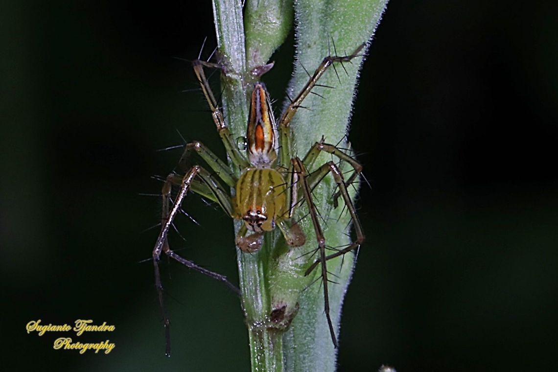 Lynx Spider (Oxyopidae sp.)  Fall,Geotagged,Indonesia
