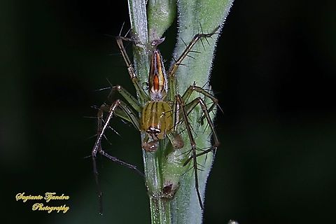 Lynx Spider (Oxyopidae sp.)  Fall,Geotagged,Indonesia