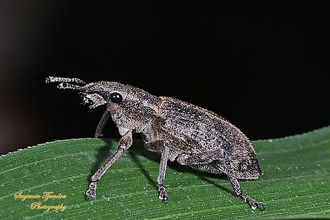 Weevil, Curculionoidea  Fall,Geotagged,Indonesia