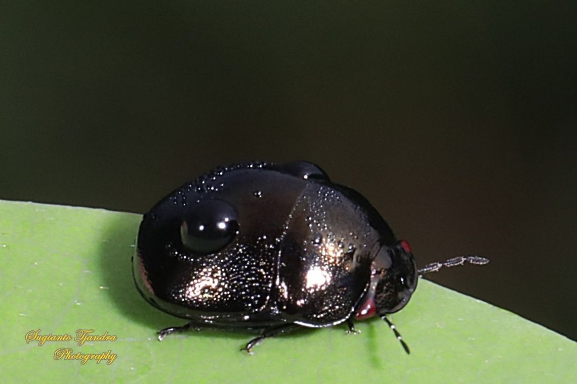 Shields Bug, Plataspidae  Fall,Geotagged,Indonesia