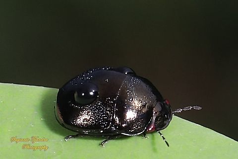 Shields Bug, Plataspidae  Fall,Geotagged,Indonesia