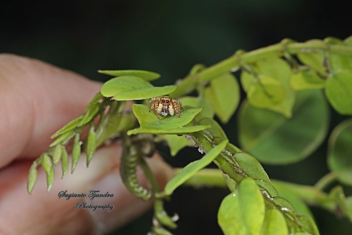 Tiny jumping Spider  Fall,Geotagged,Indonesia