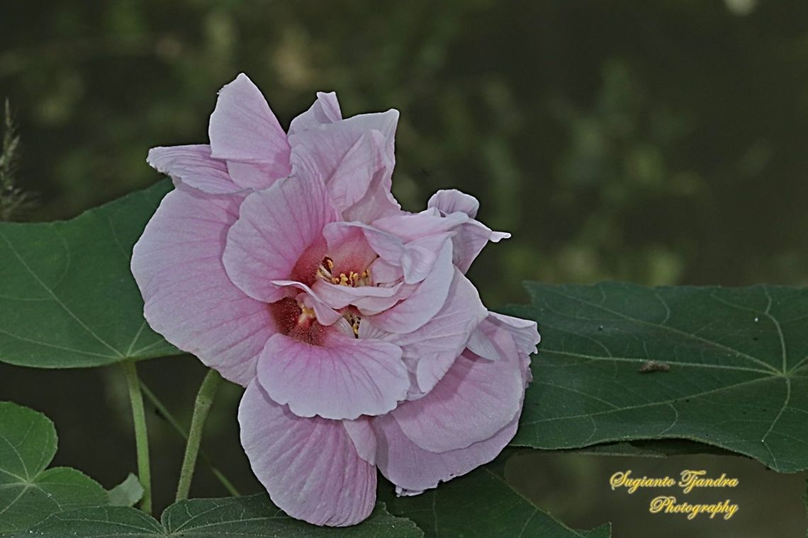 Pink Confederate Rose Flower, Hibiscus Mutabilis  Confederate rose,Fall,Geotagged,Hibiscus mutabilis,Indonesia