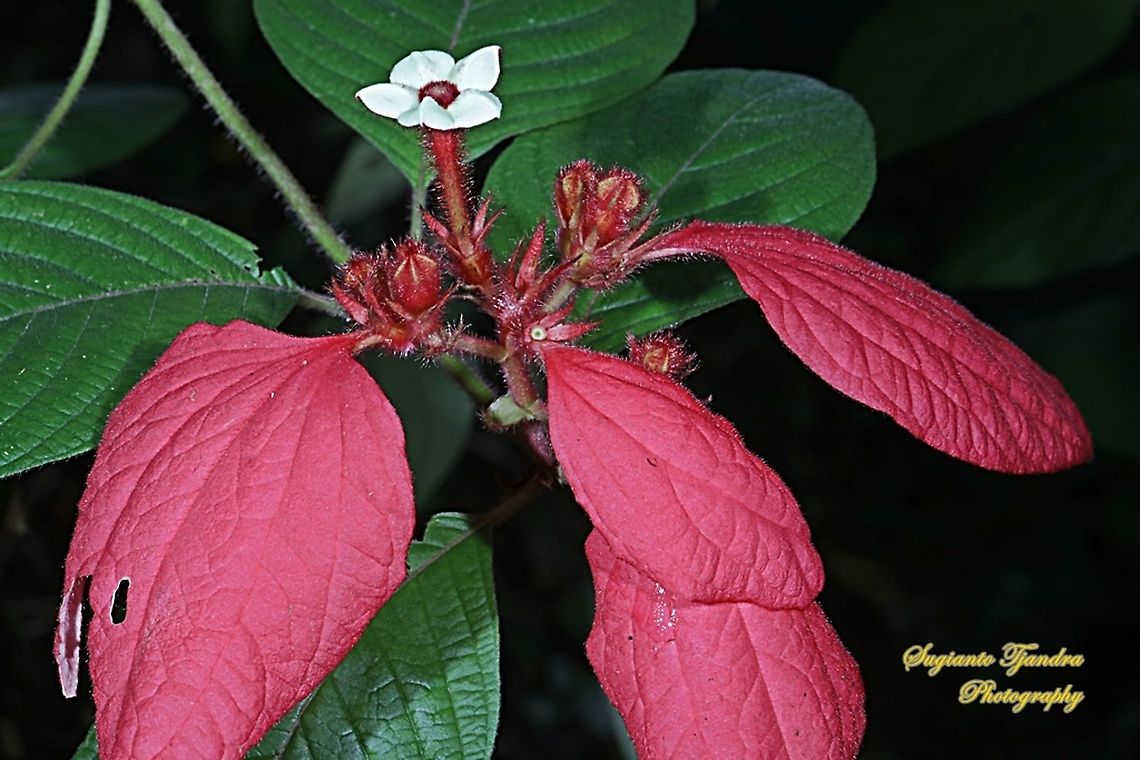 Bunga Nusa Indah Merah, Mussaenda erythrophylla  Fall,Geotagged,Indonesia,Mussaenda erythrophylla