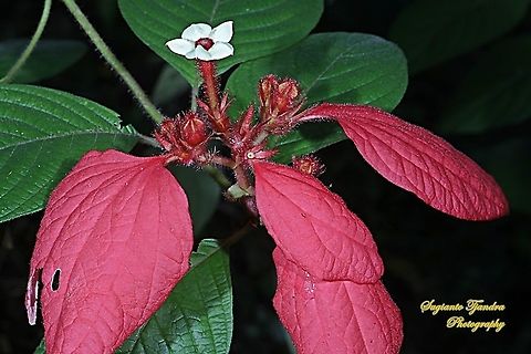 Bunga Nusa Indah Merah, Mussaenda erythrophylla  Fall,Geotagged,Indonesia,Mussaenda erythrophylla