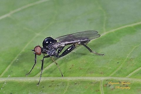 Hybotid fly, Hybos, Hybotidae  Fall,Geotagged,Indonesia