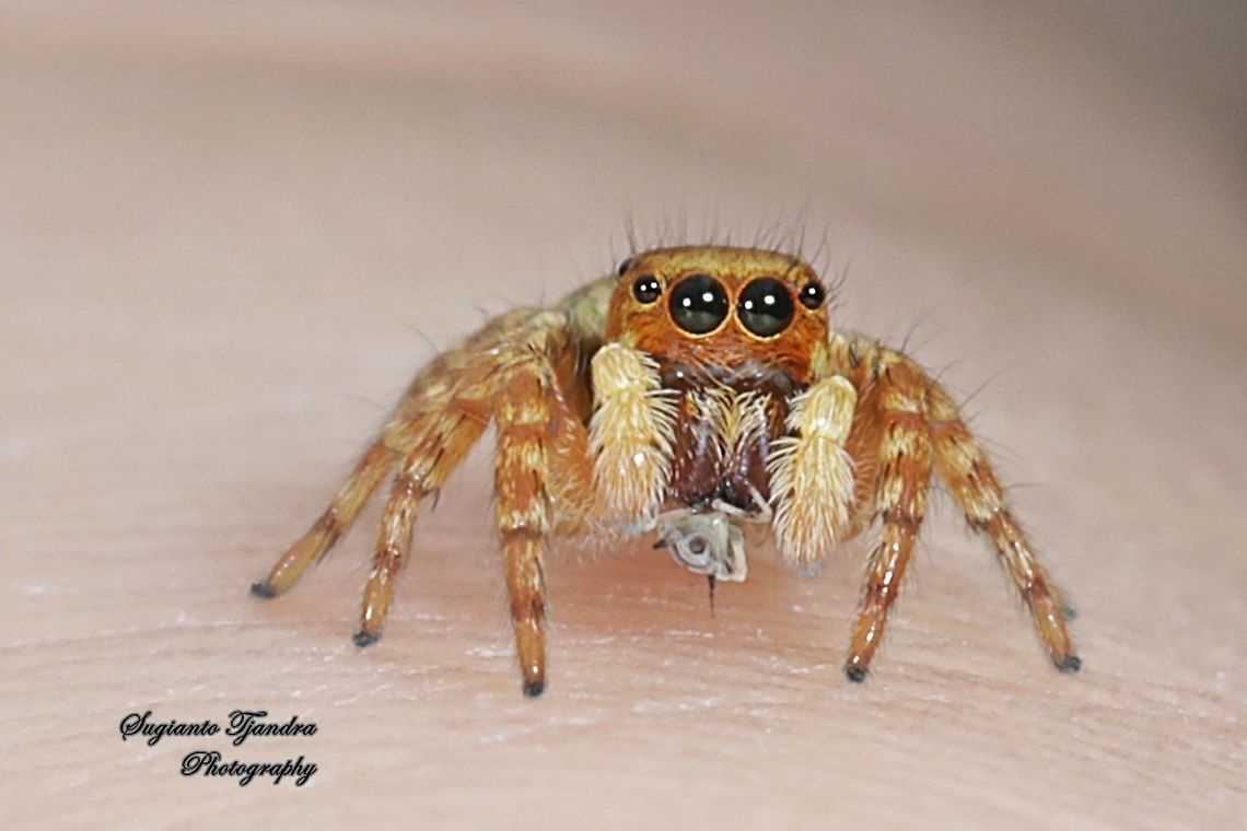 Tiny Jumping Spider, Salticidae w/prey  Fall,Geotagged,Indonesia
