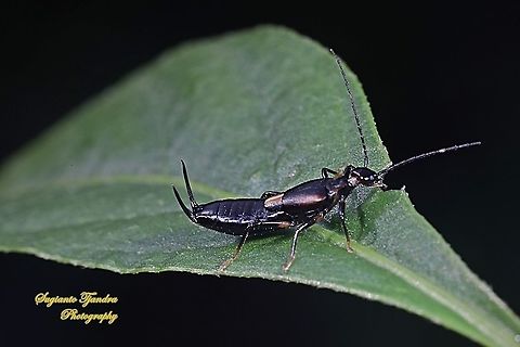 Earwig Bug, Dermaptera  Fall,Geotagged,Indonesia