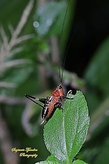 Red bush-cricket/Katydid, Conocephalus melanus, Tettigoniidae Sp.  Conocephalus melanus,Fall,Geotagged,Indonesia