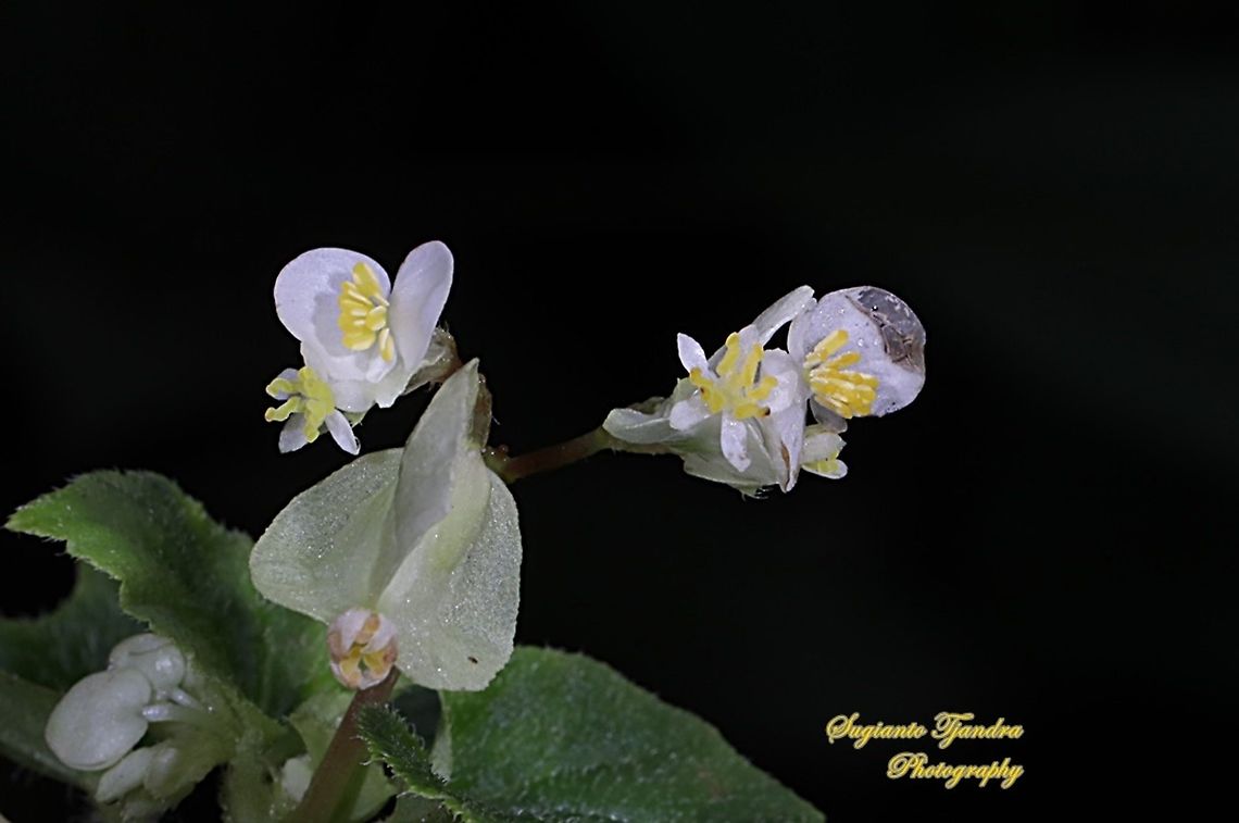 White Begonia flower, Begonia Hirtella, Begoniaceae  Fall,Geotagged,Indonesia