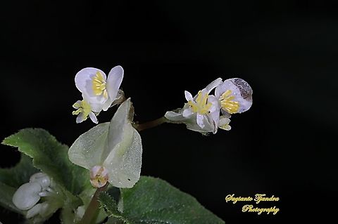 White Begonia flower, Begonia Hirtella, Begoniaceae  Fall,Geotagged,Indonesia