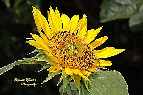 Common Sunflower, Helianthus annuus  Common sunflower,Fall,Geotagged,Helianthus annuus,Indonesia