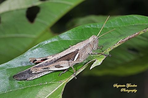 Brown Grasshopper, Acrididae Sp  Fall,Geotagged,Indonesia