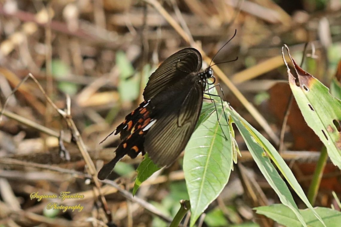 Common Mormon Butterfly, Papilio polytes javanus - Female  Common Mormon,Fall,Geotagged,Indonesia,Papilio polytes