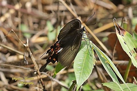 Common Mormon Butterfly, Papilio polytes javanus - Female  Common Mormon,Fall,Geotagged,Indonesia,Papilio polytes