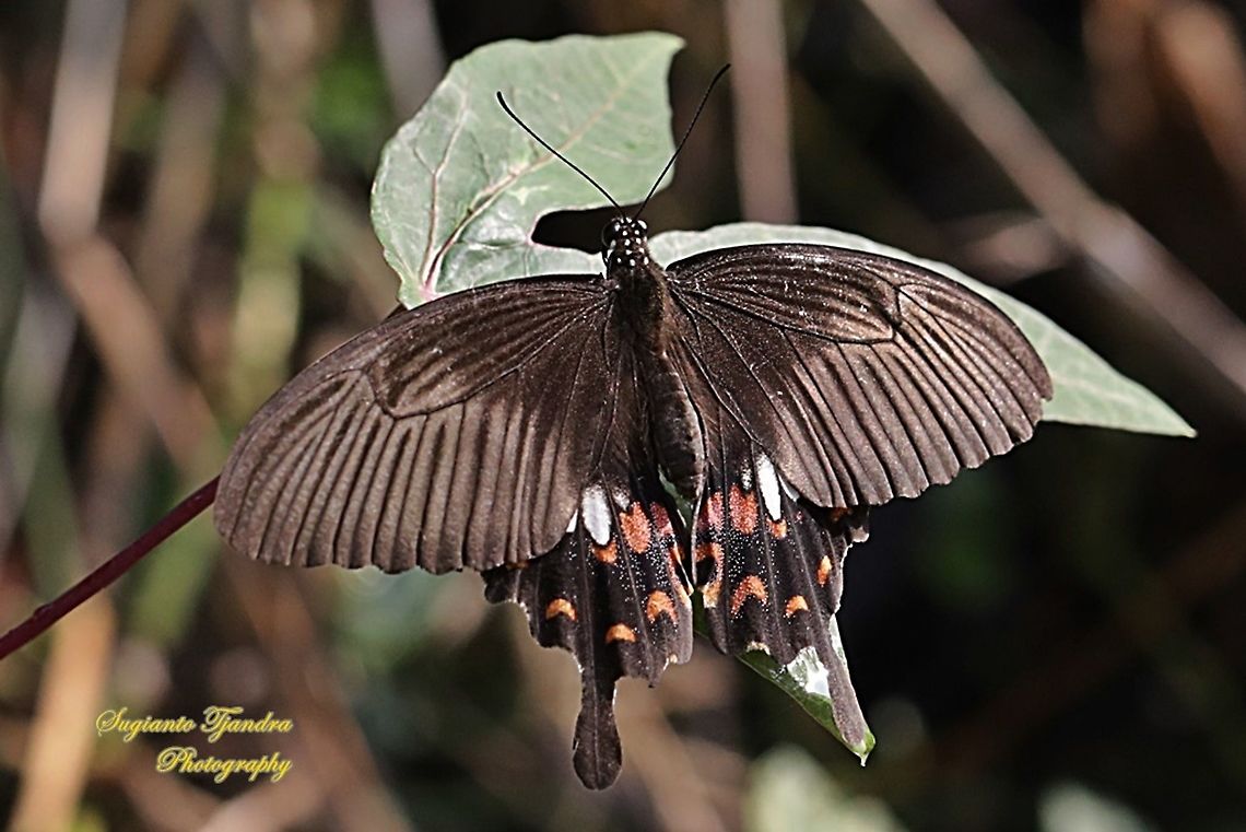 Common Mormon Butterfly, Papilio polytes javanus - Female  Common Mormon,Fall,Geotagged,Indonesia,Papilio polytes