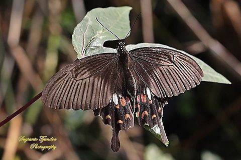 Common Mormon Butterfly, Papilio polytes javanus - Female  Common Mormon,Fall,Geotagged,Indonesia,Papilio polytes