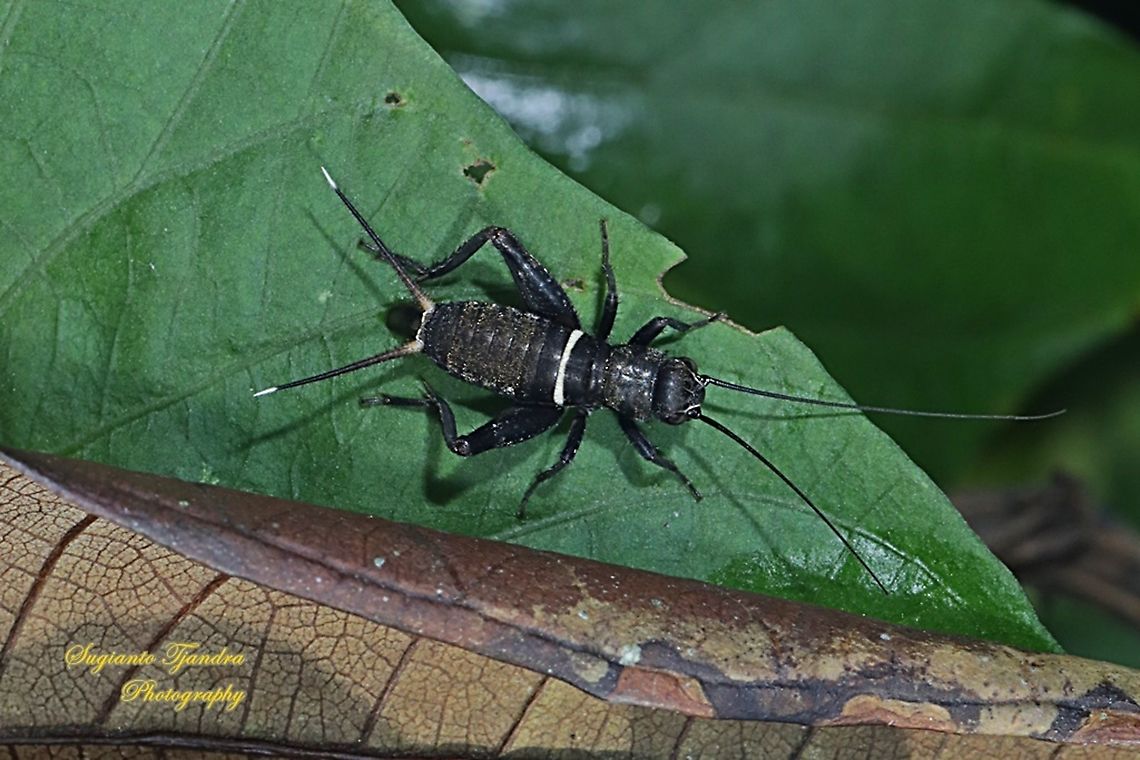 Black Field Cricket Nymph  Fall,Geotagged,Indonesia