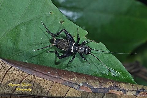 Black Field Cricket Nymph  Fall,Geotagged,Indonesia