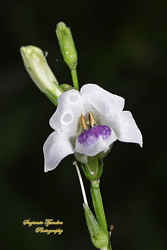 Chinese Violet Weed flower, Asystasia gangetica  Asystasia gangetica,Chinese violet,Fall,Geotagged,Indonesia