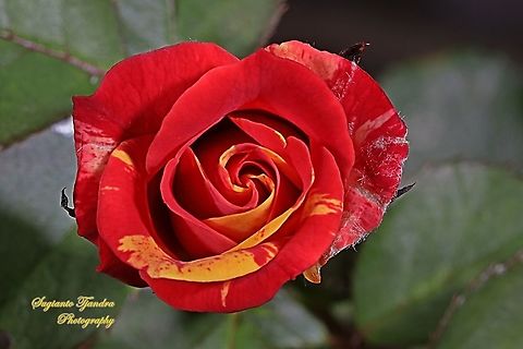 Variegated rose  Fall,Geotagged,Indonesia