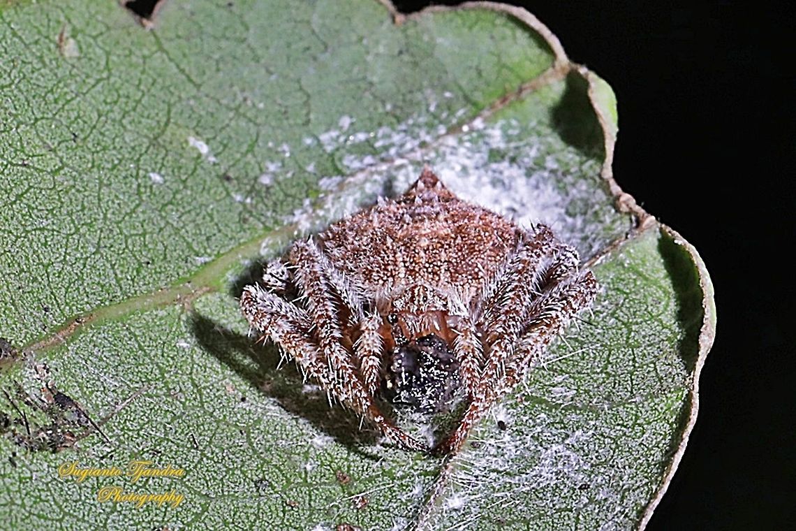 Orb-weaver Spider, Eriovixia laglaizei,(Araneidae) w/prey  Eriovixia laglaizei,Fall,Geotagged,Indonesia