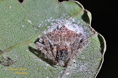Orb-weaver Spider, Eriovixia laglaizei,(Araneidae) w/prey  Eriovixia laglaizei,Fall,Geotagged,Indonesia