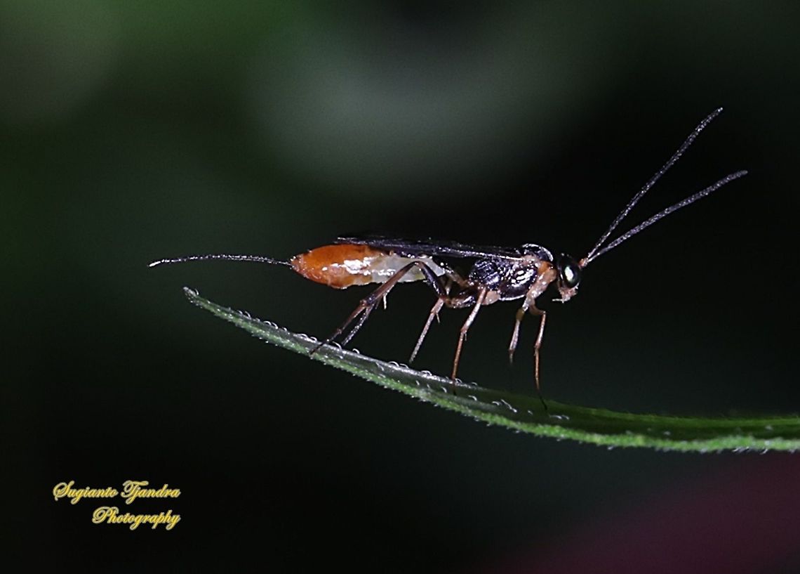 Ichneumon wasp, Ichneumonidae  Fall,Geotagged,Indonesia