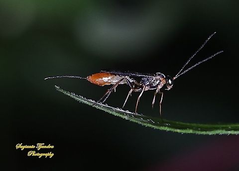 Ichneumon wasp, Ichneumonidae  Fall,Geotagged,Indonesia