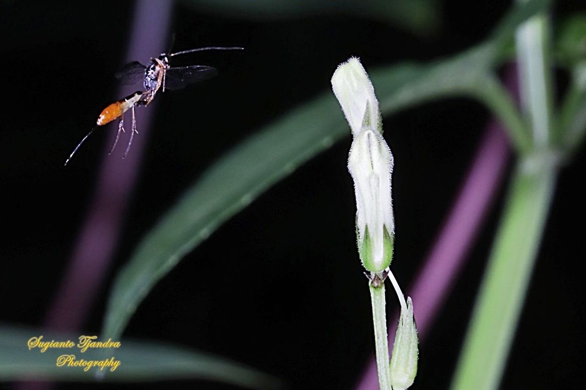 Ichneumon wasp, Ichneumonidae "flying"  Fall,Geotagged,Indonesia