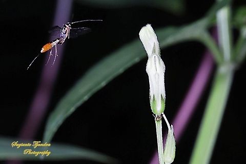 Ichneumon wasp, Ichneumonidae "flying"  Fall,Geotagged,Indonesia