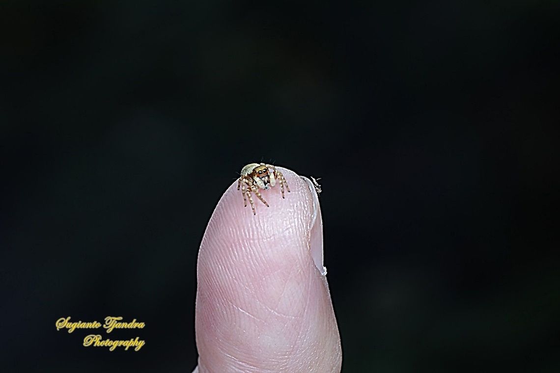 Tiny Jumping Spider, Salticidae  Fall,Geotagged,Indonesia