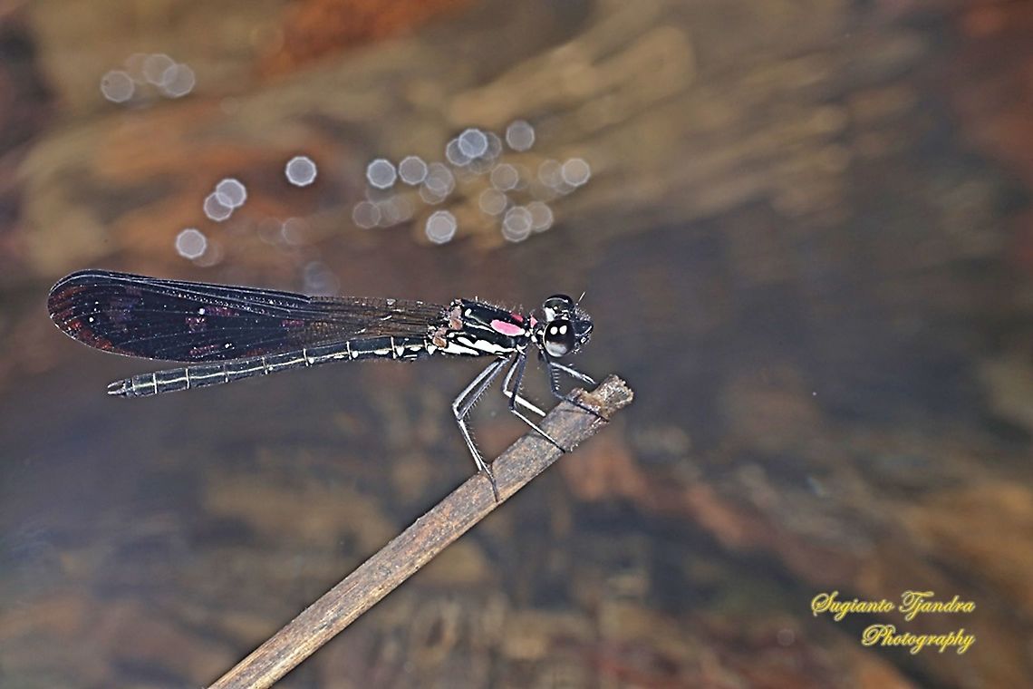 Jewel damselfly/Rhinocypha fenestrata, family Chlorocyphidae - male  Fall,Geotagged,Indonesia,Rhinocypha Fenestrata,Rhinocypha fenestrata