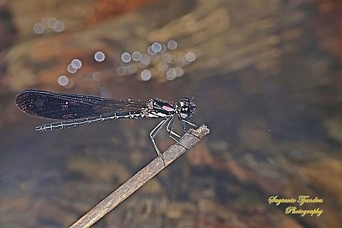 Jewel damselfly/Rhinocypha fenestrata, family Chlorocyphidae - male  Fall,Geotagged,Indonesia,Rhinocypha Fenestrata,Rhinocypha fenestrata