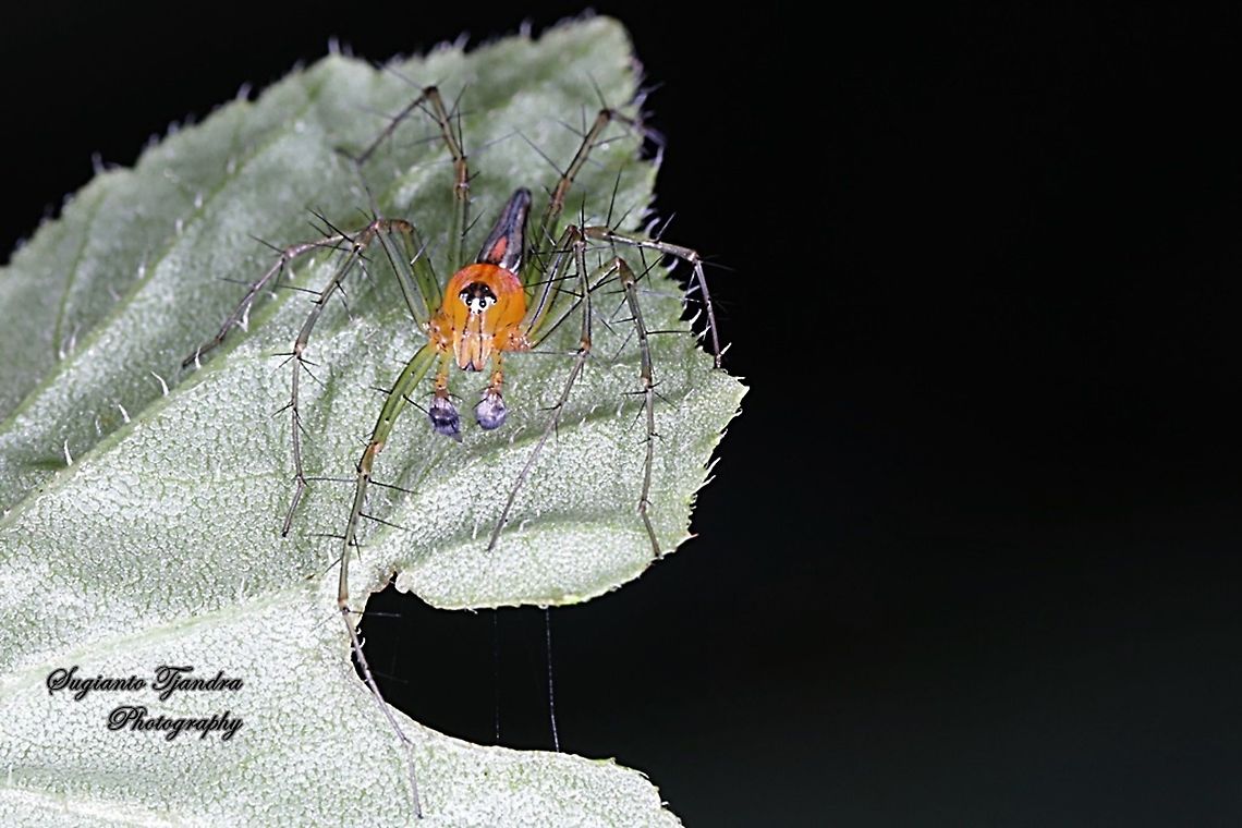 Lynx Spider (Oxyopidae sp.)  Fall,Geotagged,Indonesia