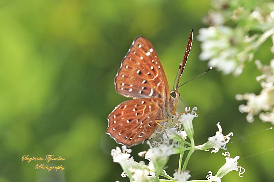 The Punchinello Butterfly, Zemeros flegyas javanus,  (family Riodinidae)  Fall,Geotagged,Indonesia,Punchinello,Zemeros flegyas