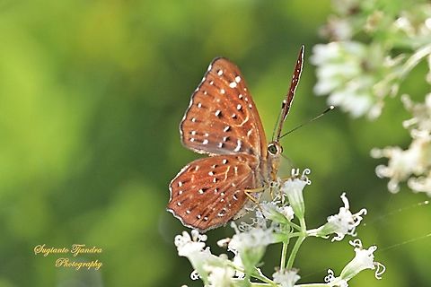 The Punchinello Butterfly, Zemeros flegyas javanus,  (family Riodinidae)  Fall,Geotagged,Indonesia,Punchinello,Zemeros flegyas