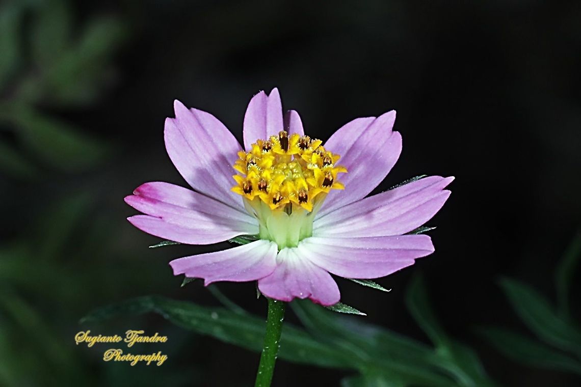 Bunga Kenikir Ungu (Cosmos caudatus)  Cosmos caudatus,Fall,Geotagged,Indonesia,Kenikir