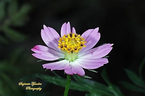 Bunga Kenikir Ungu (Cosmos caudatus)  Cosmos caudatus,Fall,Geotagged,Indonesia,Kenikir