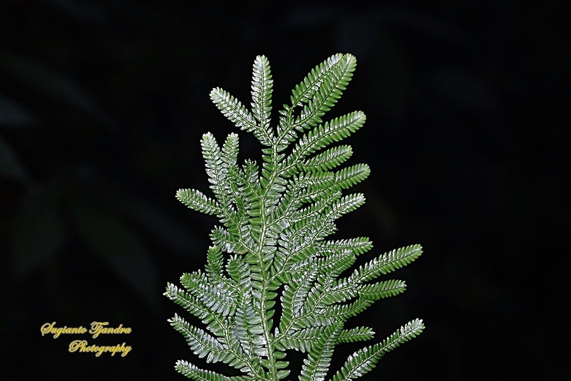 Daun Cakar Ayam, Selaginella doederleinii, Selaginellaceae  Fall,Geotagged,Indonesia,Selaginella doederleinii