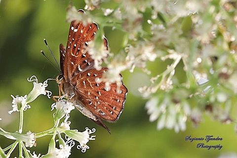 The Punchinello Butterfly, Zemeros flegyas javanus,  (family Riodinidae)  Fall,Geotagged,Indonesia,Punchinello,Zemeros flegyas