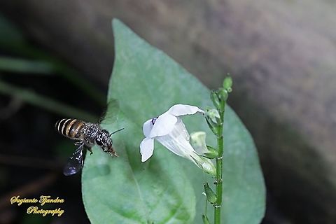 Honey Bee looking for nectar onto the Chinese Violet Weed flower, Asystasia gangetica  Asystasia gangetica,Chinese violet,Fall,Geotagged,Indonesia