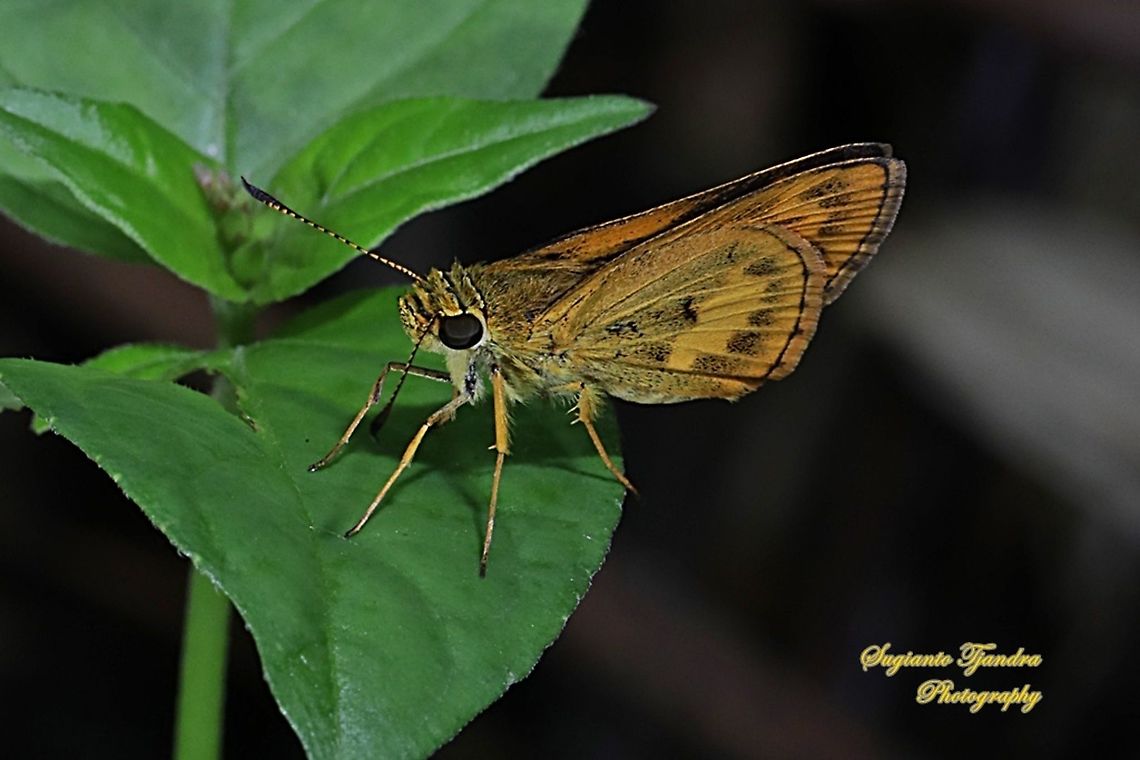 Skipper Butterfly - The Lesser Dart (Potanthus omaha)  Fall,Geotagged,Indonesia,Lesser dart,Potanthus omaha