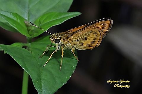 Skipper Butterfly - The Lesser Dart (Potanthus omaha)  Fall,Geotagged,Indonesia,Lesser dart,Potanthus omaha