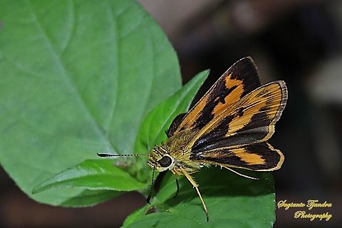 Skipper Butterfly - The Lesser Dart (Potanthus omaha)  Fall,Geotagged,Indonesia,Lesser dart,Potanthus omaha