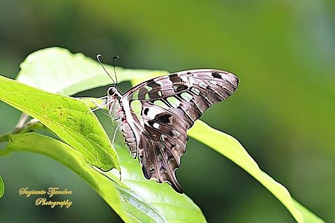 The Tailed Jay Butterfly, Graphium agamemnon agamemnon  Fall,Geotagged,Graphium agamemnon,Indonesia,Tailed Jay
