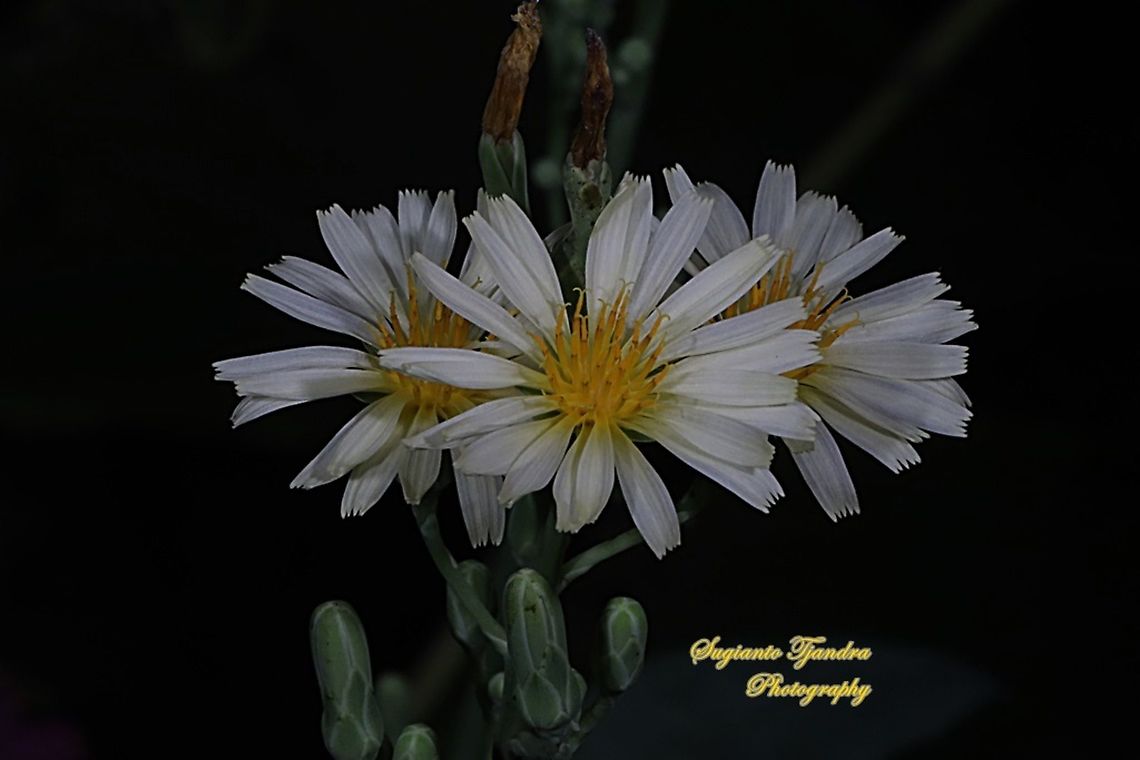 Flowers of the Sword Lettuce  Fall,Geotagged,Indonesia