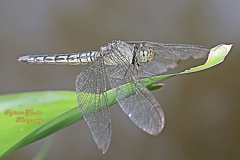 Dragonfly, The crimson marsh glider, Trithemis aurora - female  Crimson Marsh Glider,Fall,Geotagged,Indonesia,Trithemis aurora